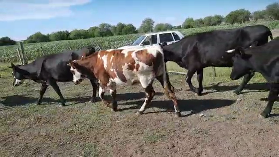 Lote Vientres entorados