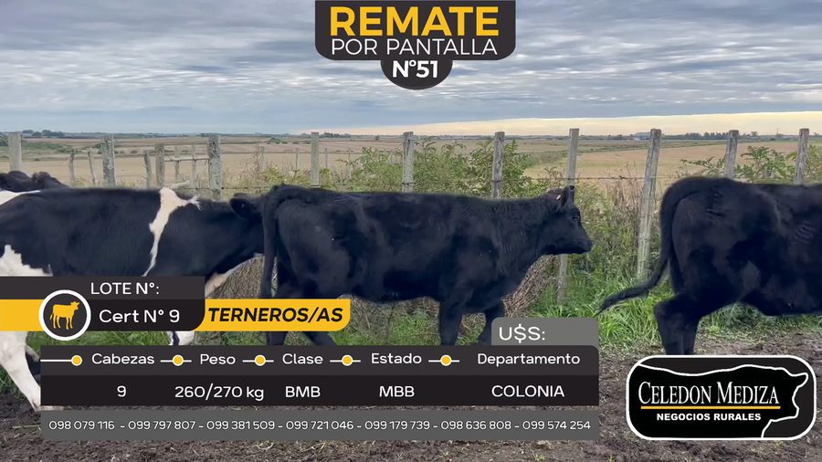Lote 9 Terneros y Terneras en Otra Localidad, Colonia