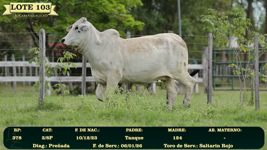 Lote LOTE 103