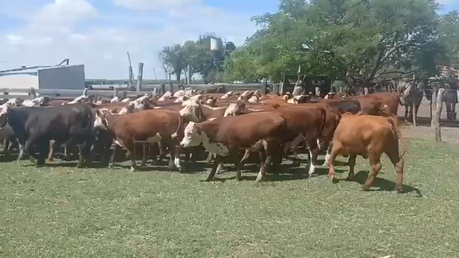 Lote 70 Terneros/as en Entre Ríos, San José de Feliciano