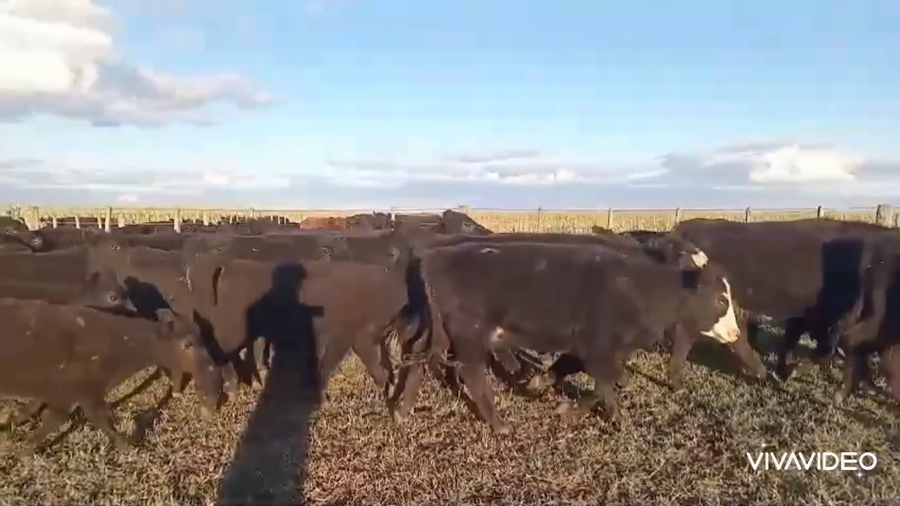 Lote 70 Terneros/as en Olavarría, Buenos Aires