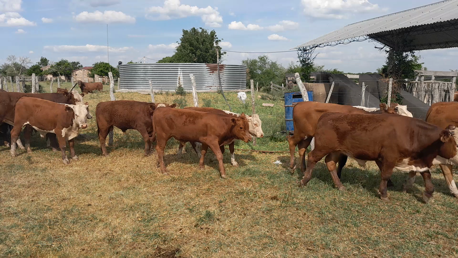 Lote 50 Terneros/as en Corrientes, Mercedes