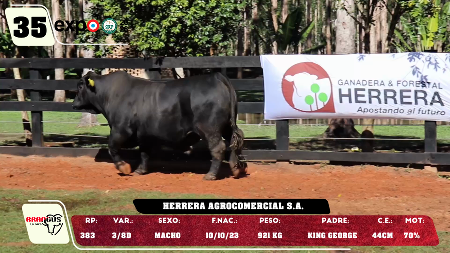 Lote LOTE 35