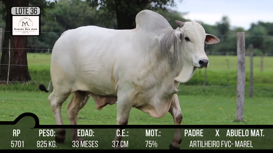 Lote LOTE 36