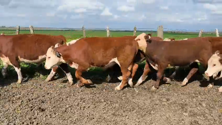 Lote 18 Novillitos en Entre Ríos, Gualeguay