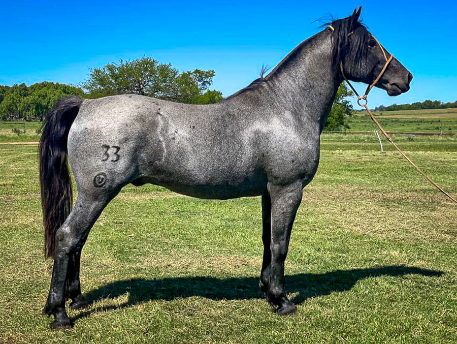 Lote Basalto La Ceferina