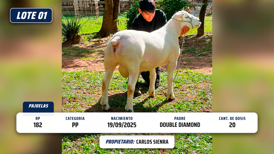 Lote LOTE 1