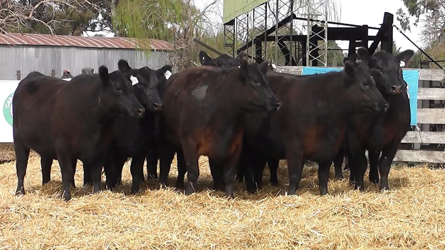 Lote VAQUILLONAS PURAS CONTROLADAS CON GARANTÍA DE PREÑEZ