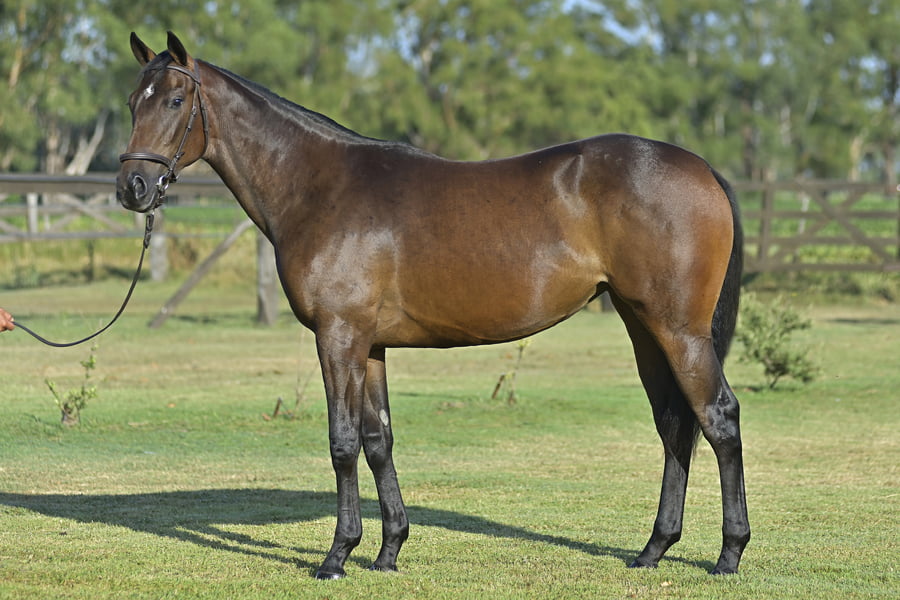 Lote CALITERA (H) - LE BLUES x CANTILENA