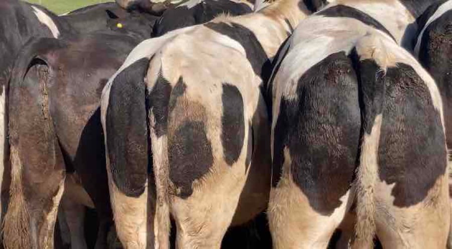 Lote 20 Novillo Gordo en Melipilla, Región Metropolitana