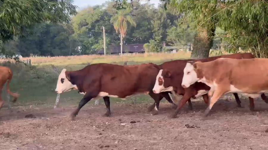 Lote 350 Vacas usadas preñadas