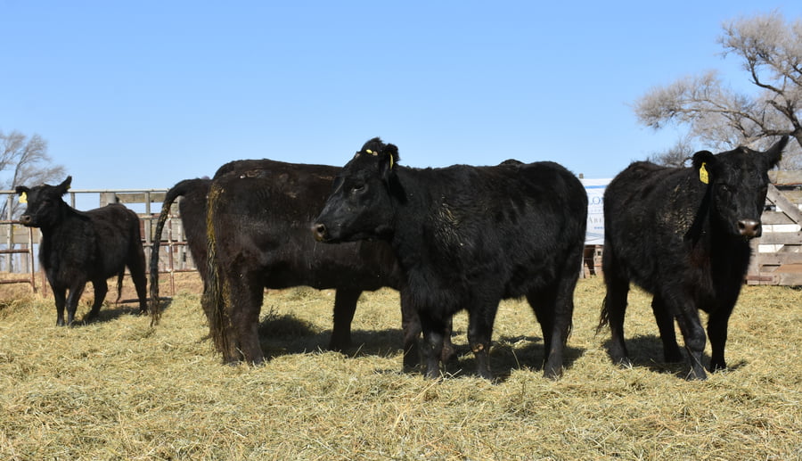 Lote VAQUILLONAS MAS CON GARANTÍA DE PREÑEZ (Corral 19)