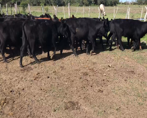 Lote 50 Terneros/as en Raices Oeste, Entre Ríos