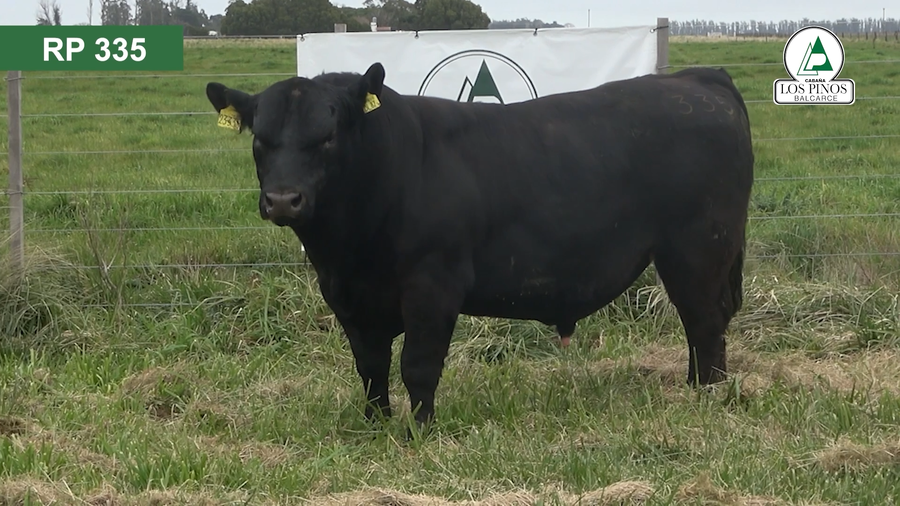 Lote 3 Toros ANGUS a remate en 40º Remate Anual - Cabaña Los Pinos en Balcarce