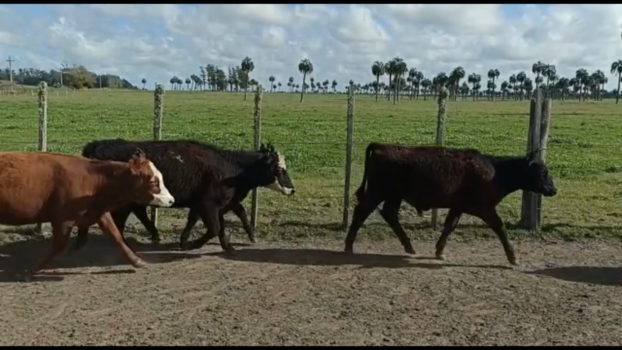 Lote 53 Terneros y Terneras en Castillos, Rocha