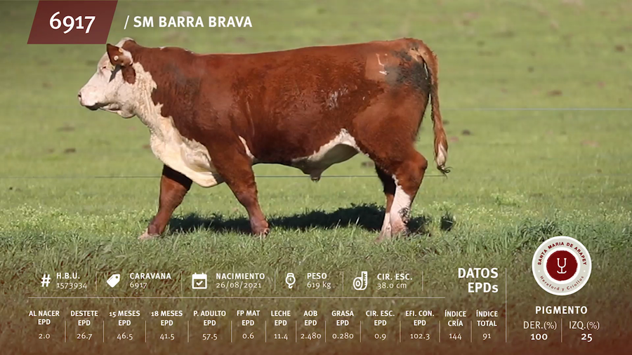 Lote Toros a remate en Remate anual Ñu Porá 2023, Paysandú