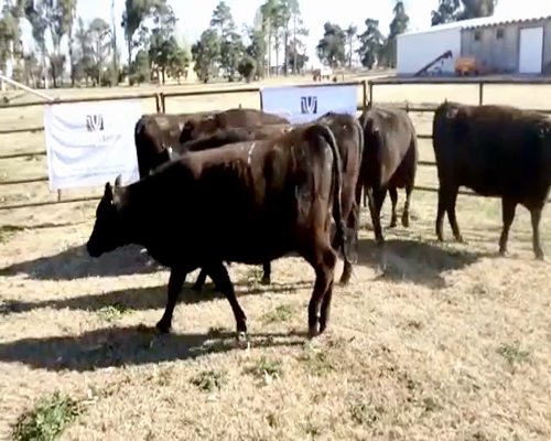 Lote 6 Vaquillonas PC preñadas en Viamonte, Córdoba