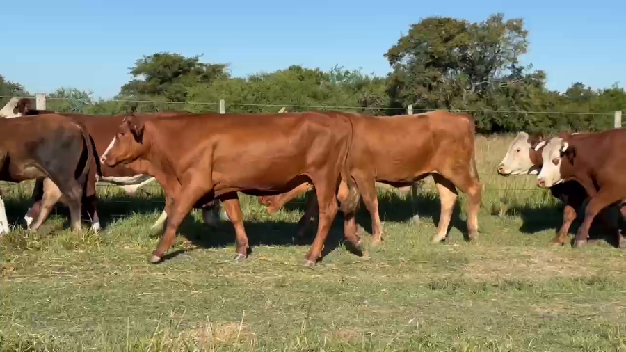 Lote 133 Novillos