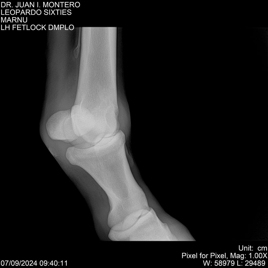 Lote LEOPARDO SIXTIES