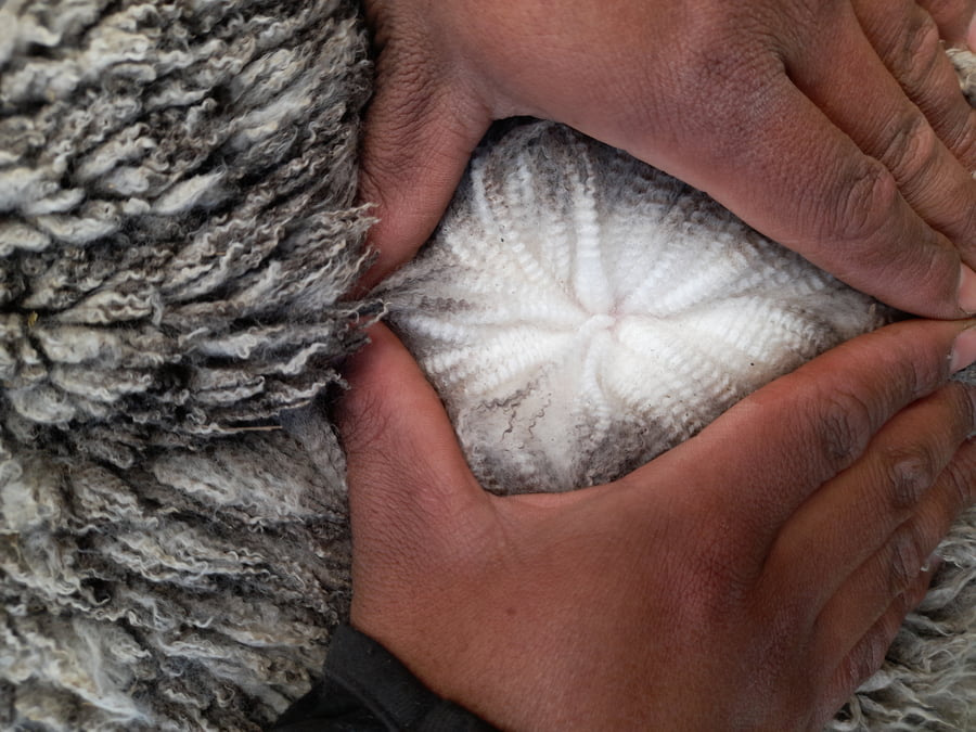 Lote Carnero TOP A, 21-1400