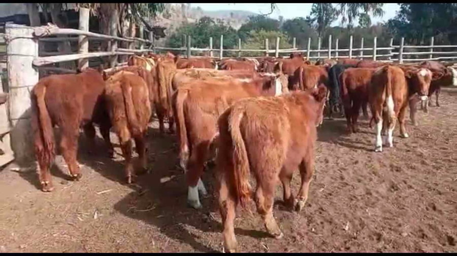 Lote 50 Ternero en Puchuncaví, V  Región Valparaíso