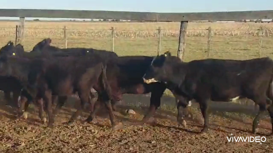 Lote 50 Terneros/as en Tapalqué, Buenos Aires