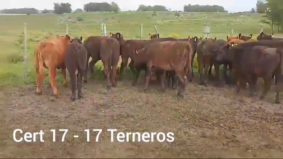 Lote TERNEROS