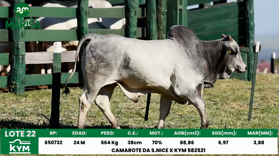 Lote Lote 22