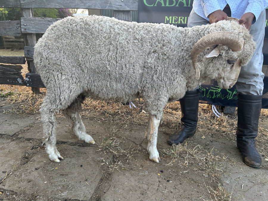 Lote Borrego 2D (MO: Si)