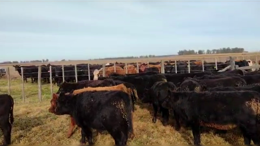 Lote 49 TERNS. MACHOS Y HEMBRAS, 9 DE JULIO, BS. AS.