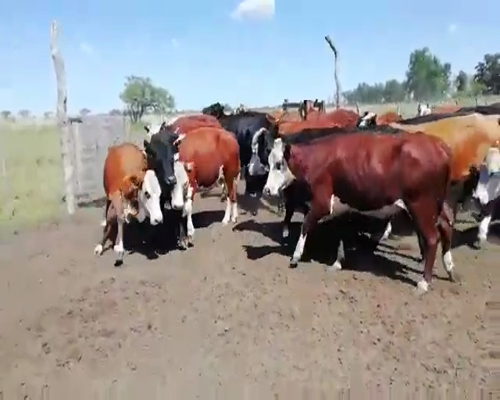 Lote 30 Vacas usadas preñadas en Villaguay, Entre Ríos