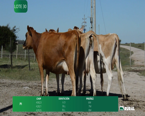 Lote VACAS SECAS PREÑADAS