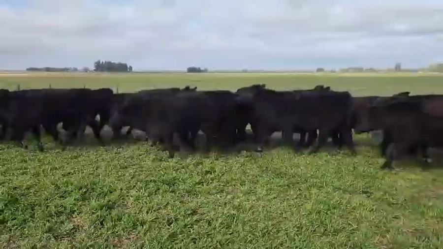 Lote 87 Novillitos