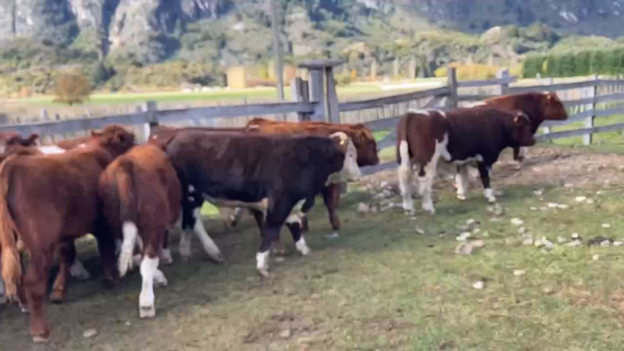 Lote 16 Ternero en Aysén, XI Región Aysén