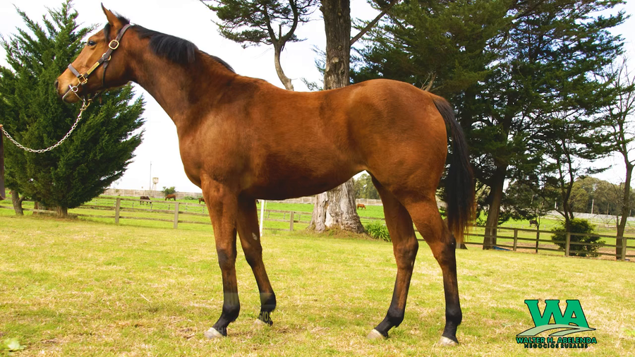 Lote EMBRUJADA ZUN