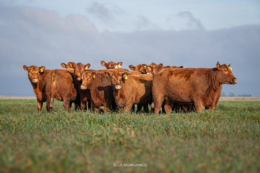 Lote VAQUILLONAS ANGUS COLORADAS PC C/GTÍA DE PREÑEZ