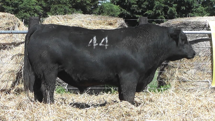 Lote TOROS ANGUS PURO CONTROLADO