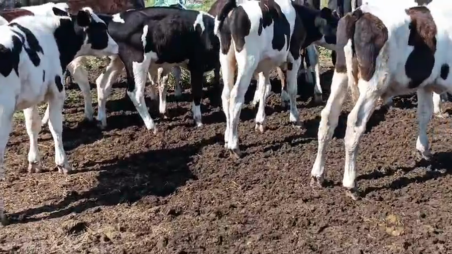 Lote 16 Terneros a remate en Pantalla Camy, San José