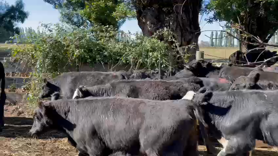 Lote 70 Ternero en Los Ángeles, VIII Región Biobío