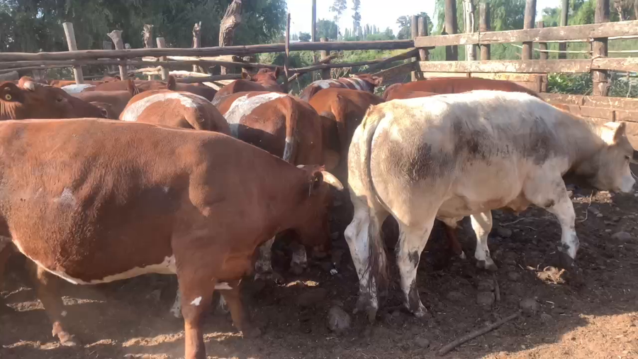 Lote 20 Novillo Gordo en Linares, VII  Región Maule