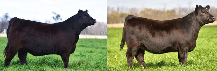 Lote TERNERAS PP Se vende la elección de 1, EL 50%