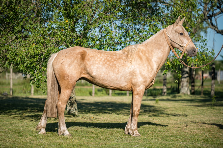 Lote Pincelada Del Queguay