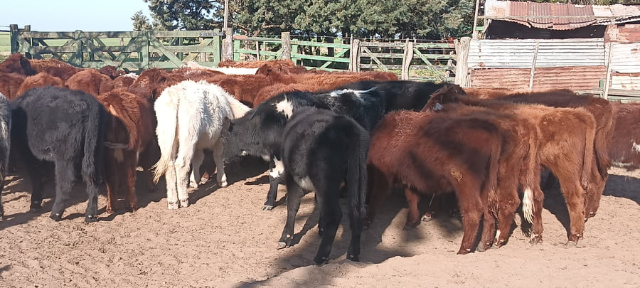 Lote 37 Terneros en 30 de Agosto