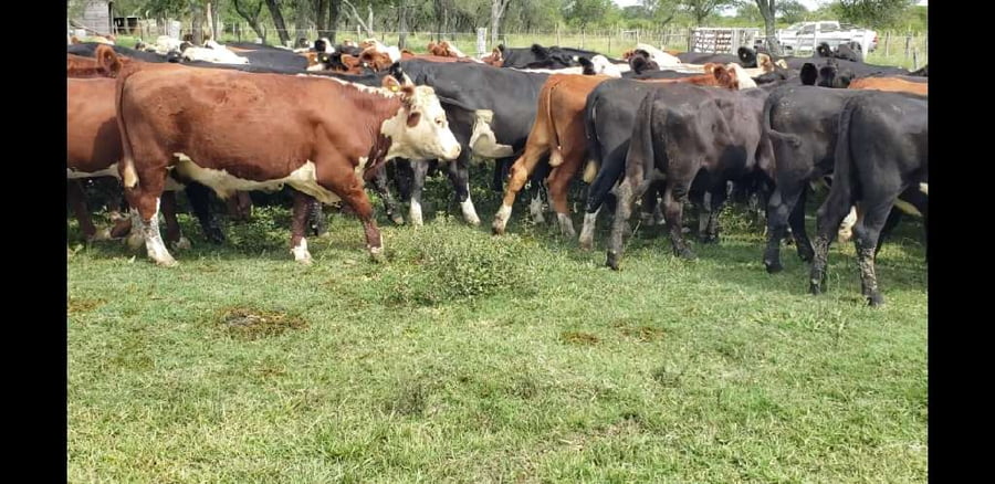 Lote 60 Novillitos y vaquillonas en Entre Ríos, Villaguay