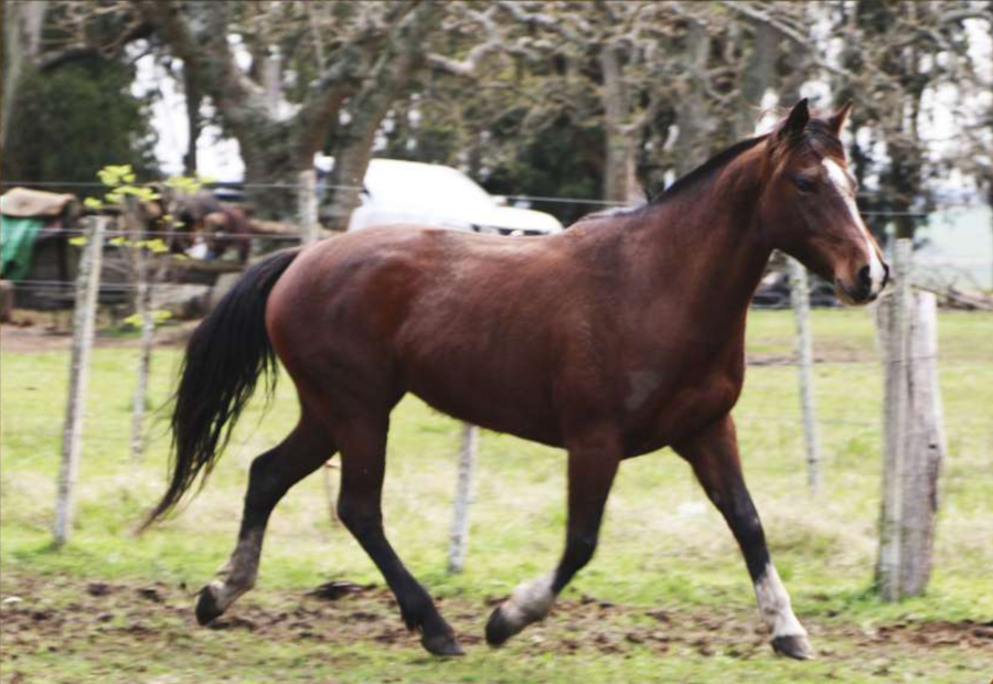 Lote Santa Gloria Mermelada