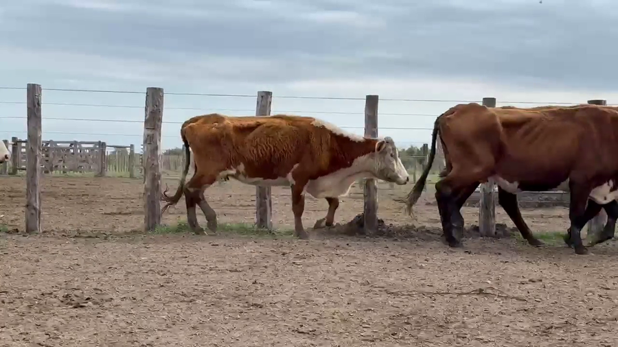 Lote 87 Vacas de invernar