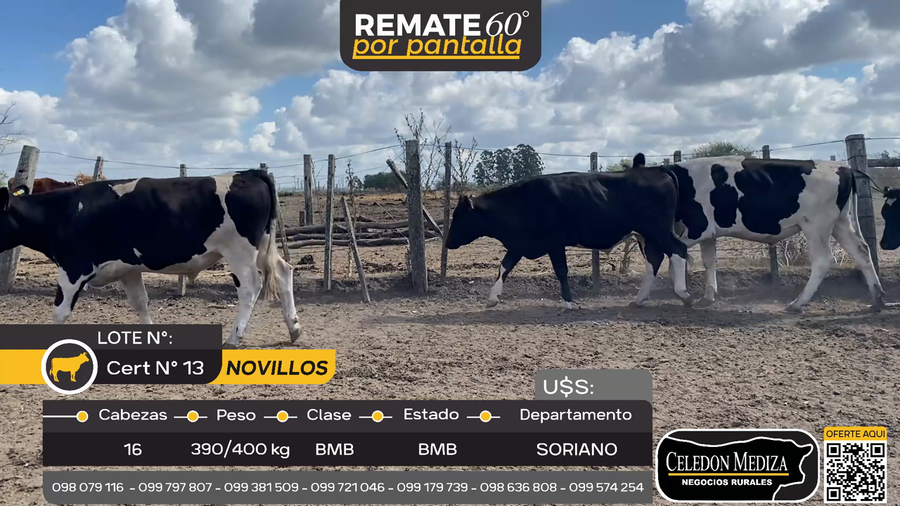 Lote 16 Novillos en Larrañaga, Soriano