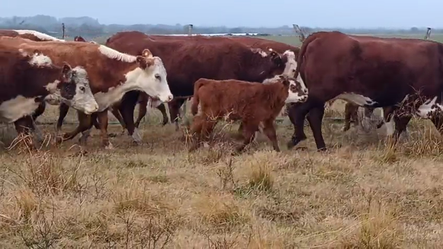 Lote 35 Vacas nuevas C/ cria