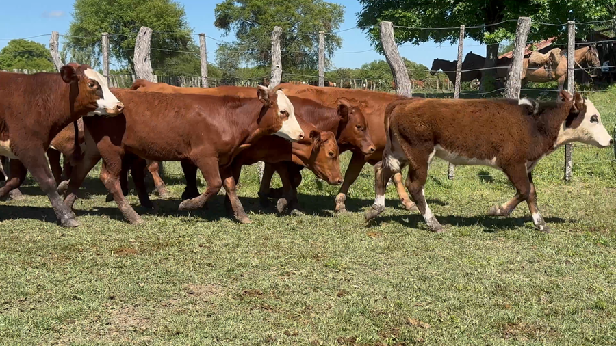 Lote 75 Terneros en Corrientes, Perugorría