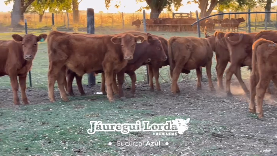 Lote 40 Terneros/as